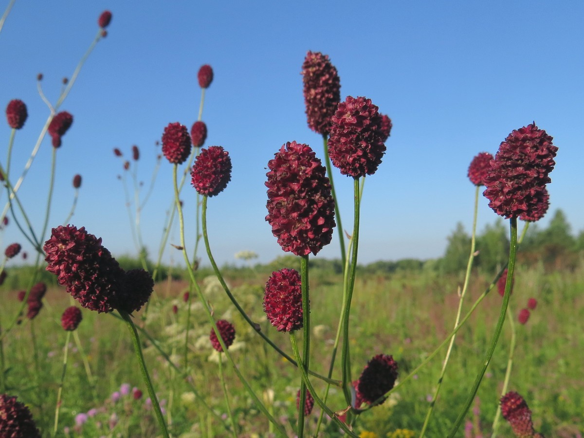 Кровохлебка лекарственная (Sanguisorba officinalis)