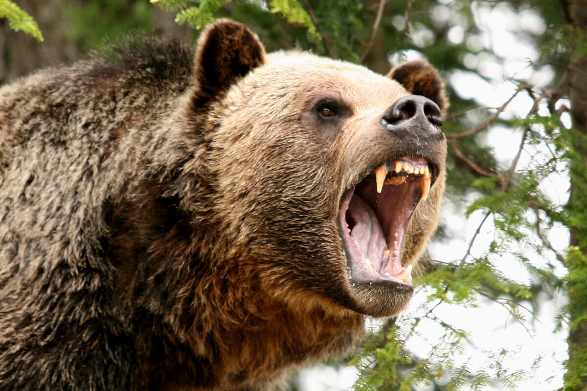 Опасные животные россии на английском. Северная Америка медведь Гризли. Медведь Гризли злой. Медведь Гризли нападение. Грозный медведь Гризли.