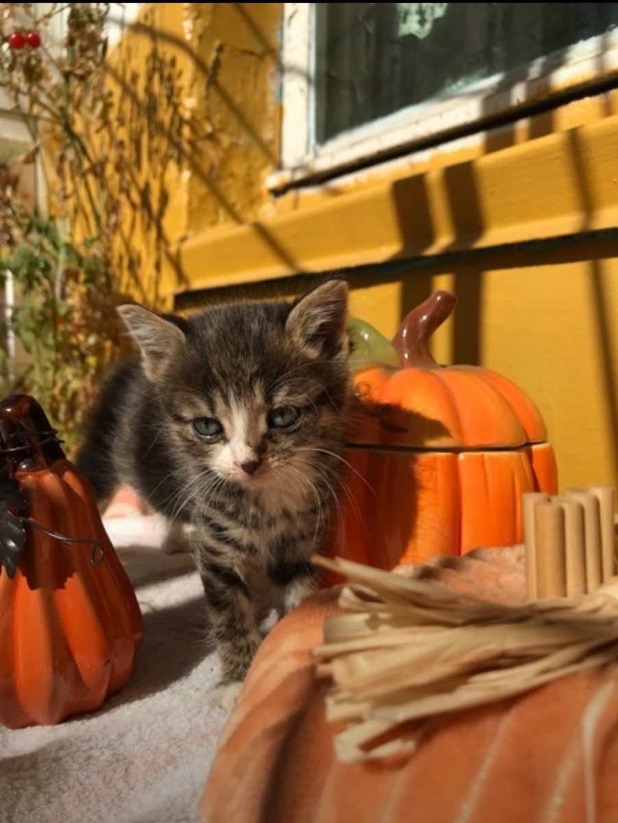 Я хочу домой”. Котёнок, ещё котёнок - Дом